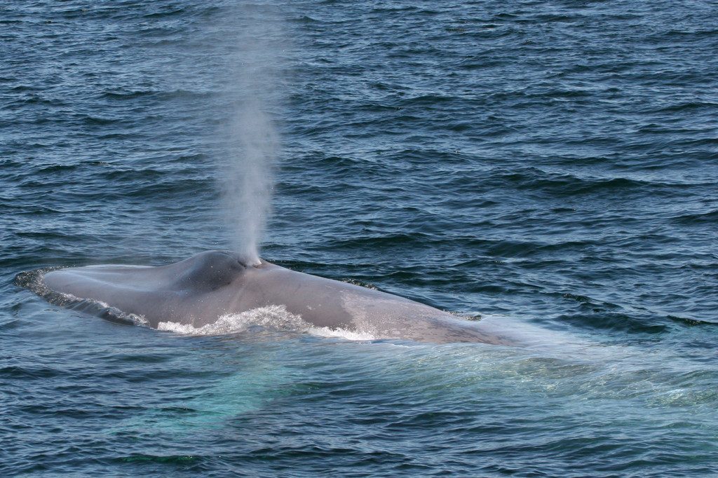 Watch Blue whales - Bucket List