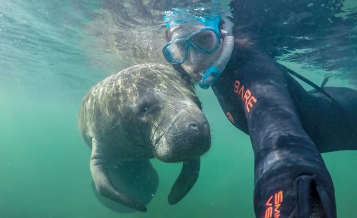 Swim with Manatee